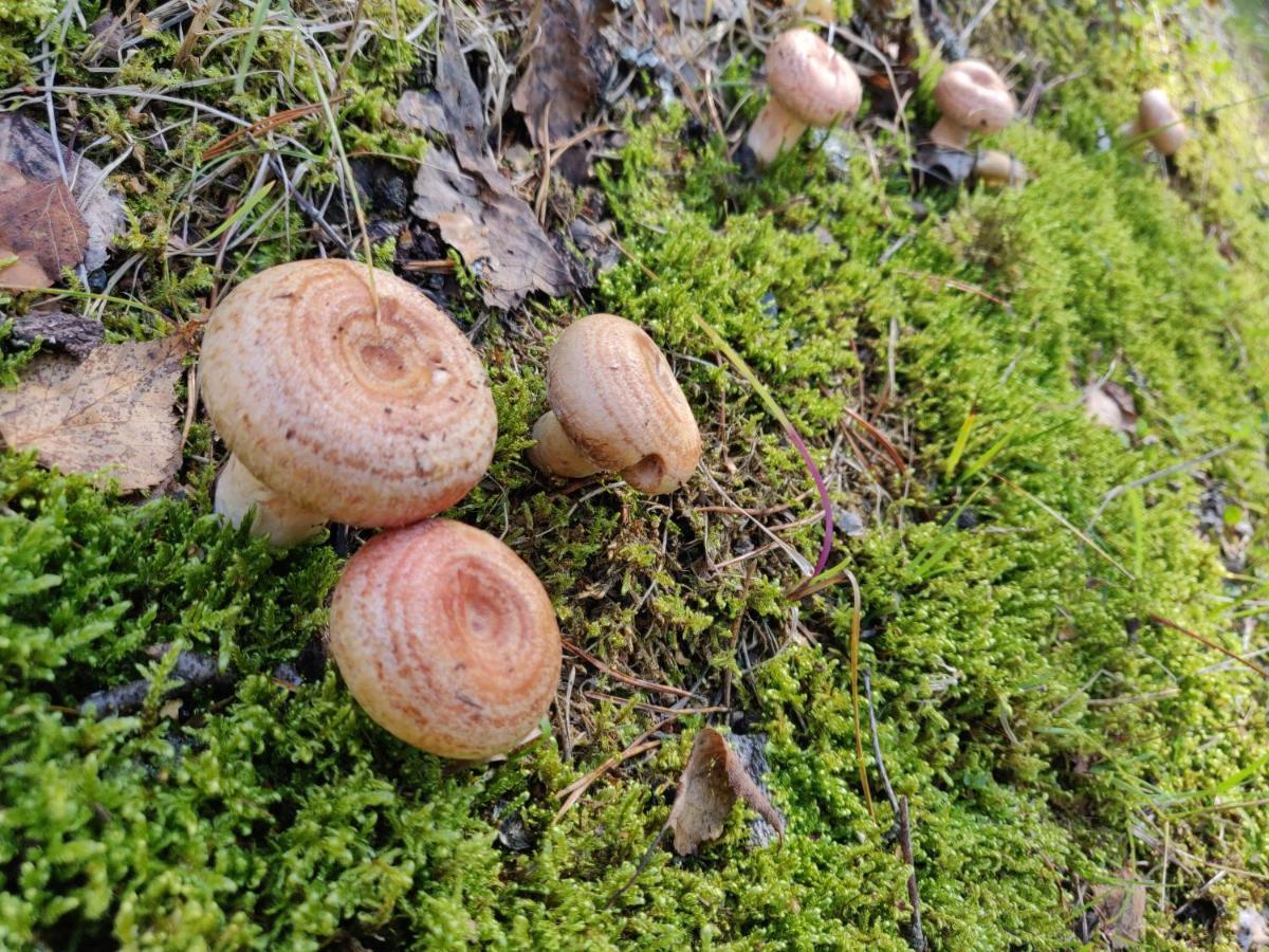 Vihti Polku Hotelli المظهر الخارجي الصورة